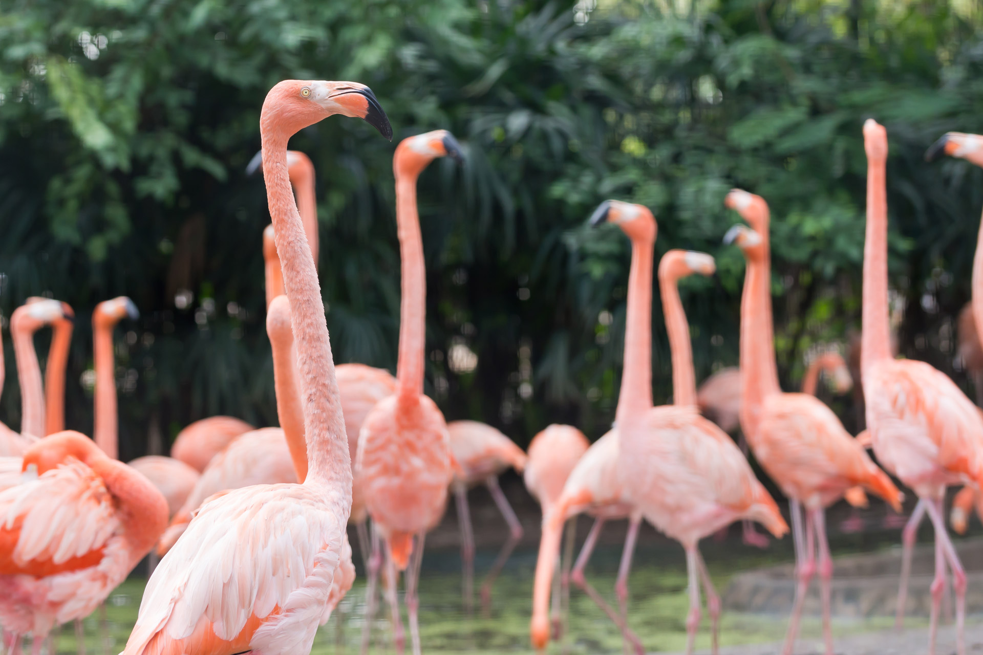 Flamingos Africa